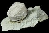 Blastoid (Pentremites) Fossil - Illinois #184114-1